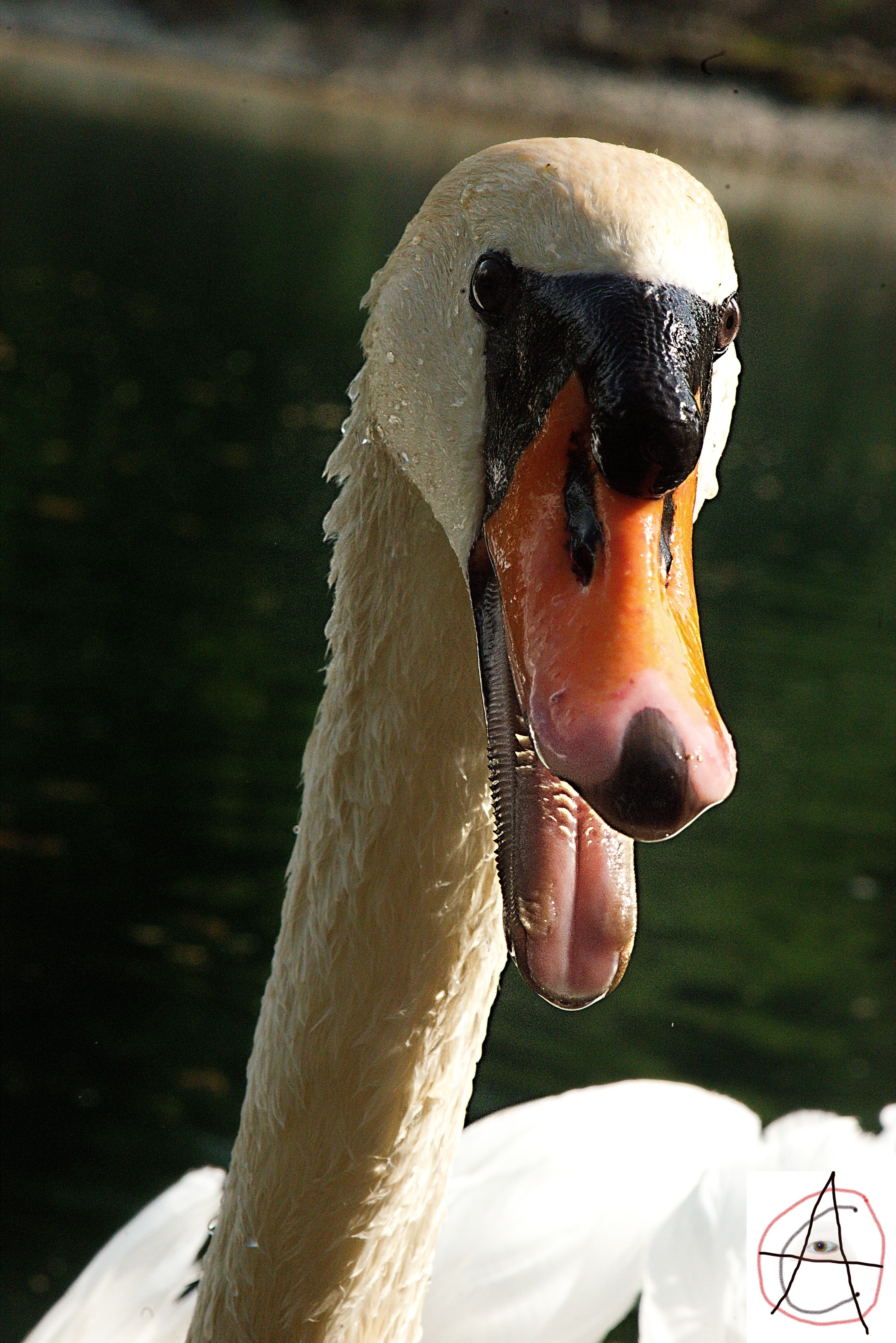 wehrhafte Schwan